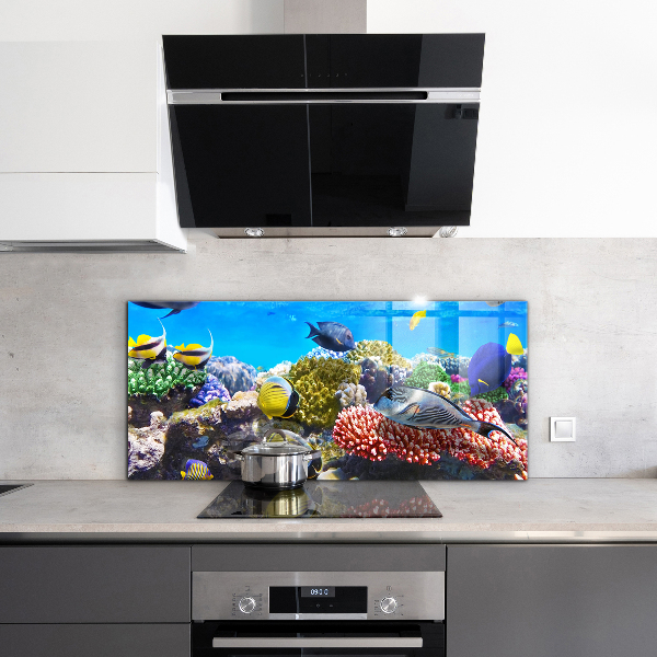 Hob splashback Coral reef red sea