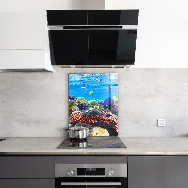 Hob splashback Coral reef red sea