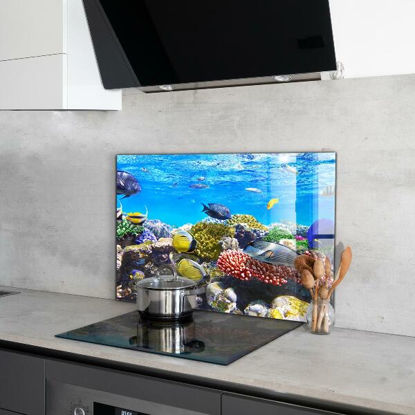 Hob splashback Coral reef red sea