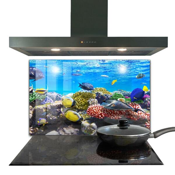Hob splashback Coral reef red sea