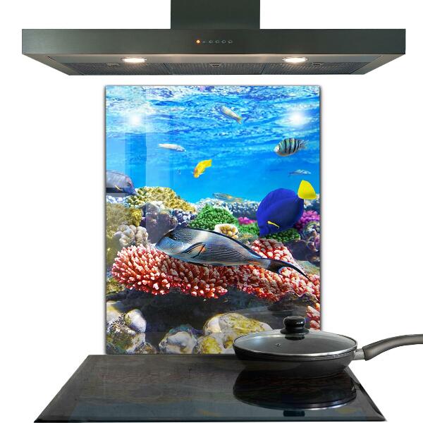 Hob splashback Coral reef red sea