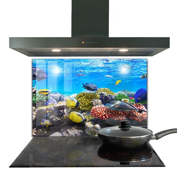 Hob splashback Coral reef red sea