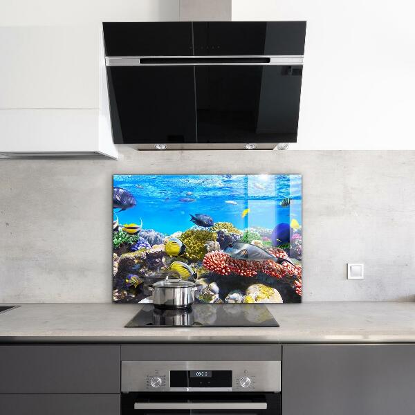 Hob splashback Coral reef red sea