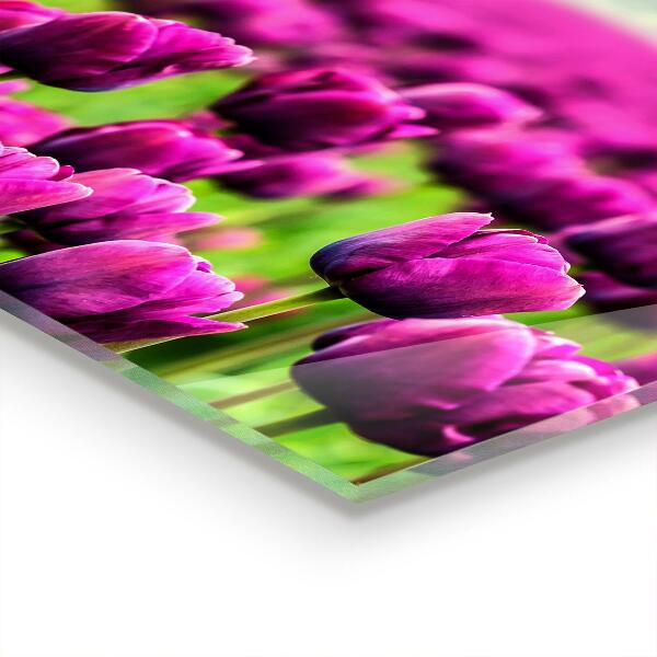 Kitchen glass panel Field of pink tulips meadow