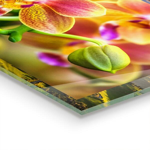 Kitchen wall panels Orange orchid