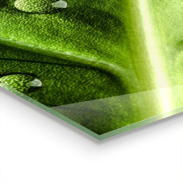 Kitchen wall panels Leaf with drops of morning dew