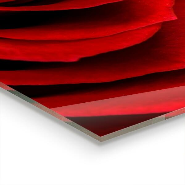 Kitchen wall panels Red rose love