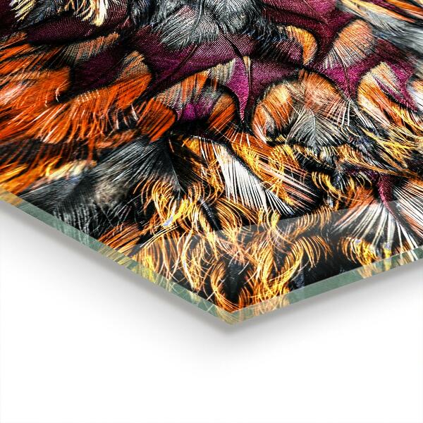 Kitchen glass panel Colorful bird feathers