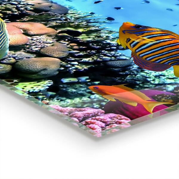 Kitchen wall panels Barrier reef caribbean