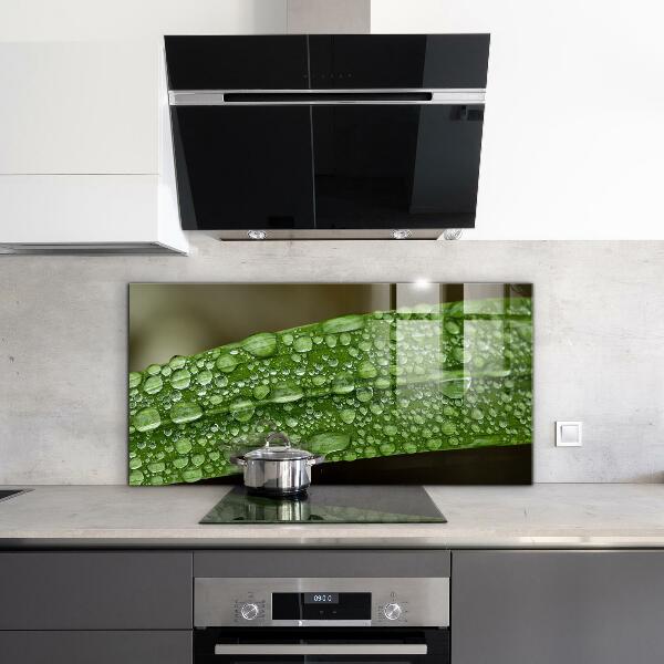 Kitchen panel Green leaf after rain