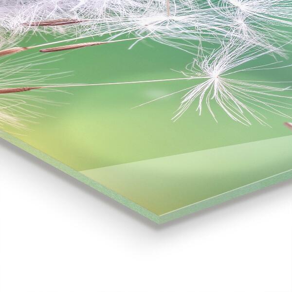 Kitchen splashback Dandelion dandelion in the wind