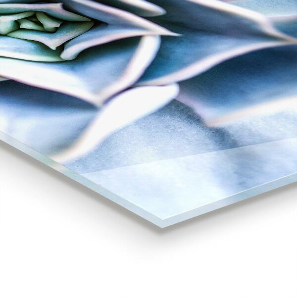 Kitchen splashback Cactus succulent