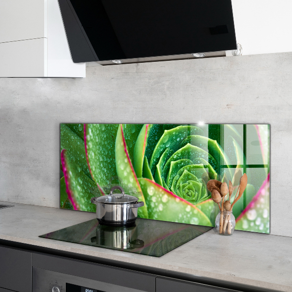 Splashback for kitchen walls Succulent skalnik green garden
