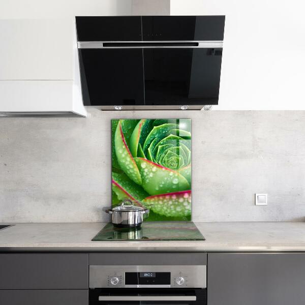 Splashback for kitchen walls Succulent skalnik green garden