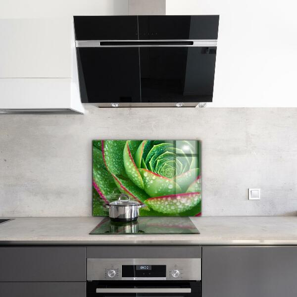 Splashback for kitchen walls Succulent skalnik green garden