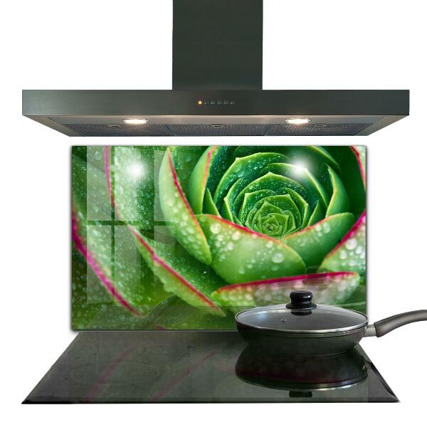 Splashback for kitchen walls Succulent skalnik green garden