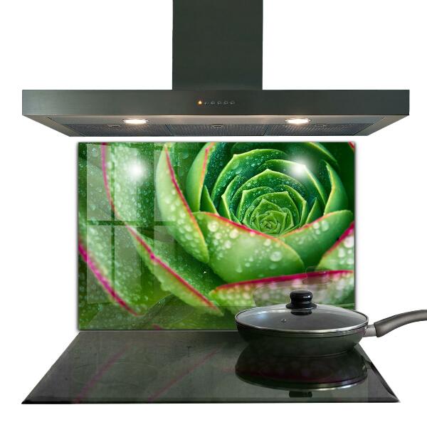 Splashback for kitchen walls Succulent skalnik green garden