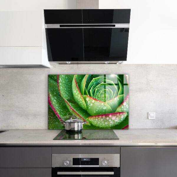 Splashback for kitchen walls Succulent skalnik green garden