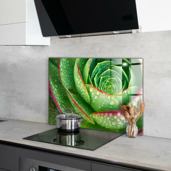 Splashback for kitchen walls Succulent skalnik green garden