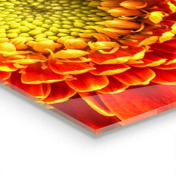 Kitchen splashback Orange gerbera flower