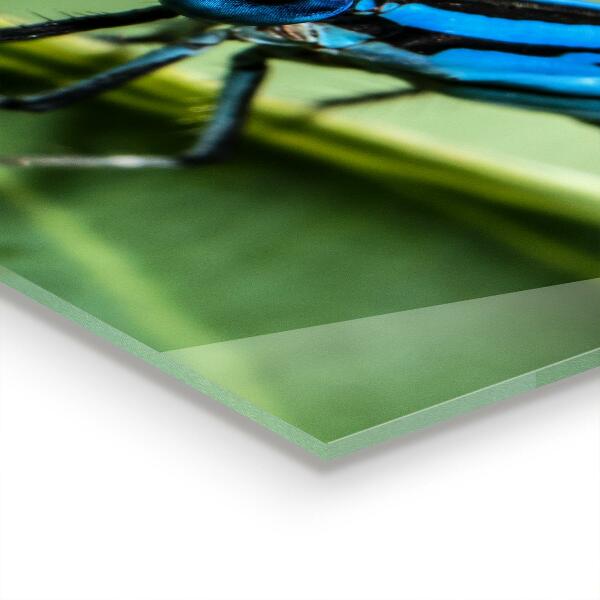 Kitchen wall panels Dragonfly on leaf