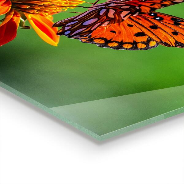 Kitchen wall panels Butterfly on a summer flower