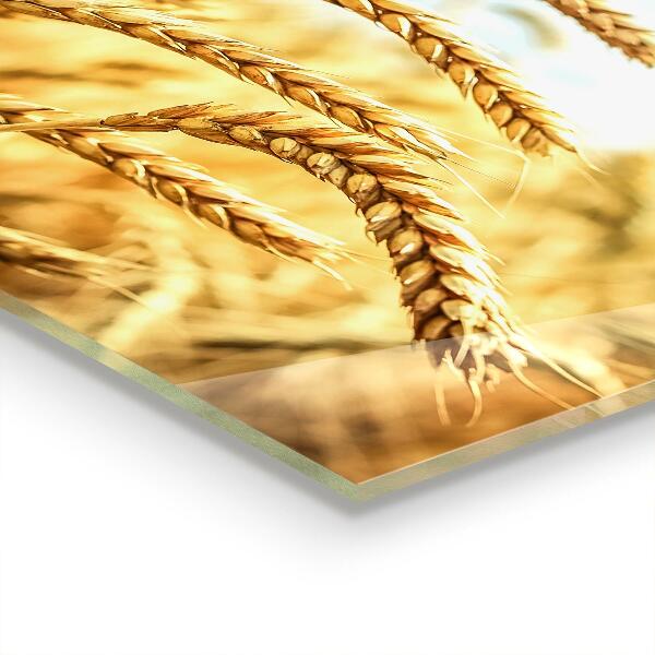 Kitchen glass panel Grain gifts of mother nature