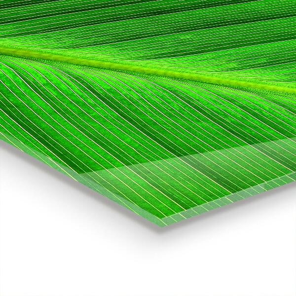 Kitchen glass panel Tropical palm leaf