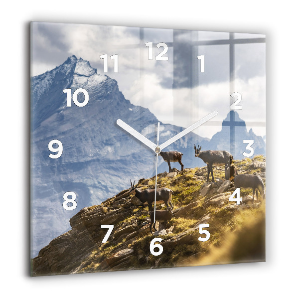 Square glass wall clock Goat in the Aosta Valley