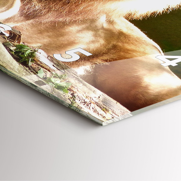 Square glass wall clock Portrait of a Lion